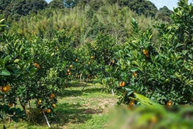 七O岁大爷宝刀不老，与发廊女嘿嘿，下一秒悲剧了