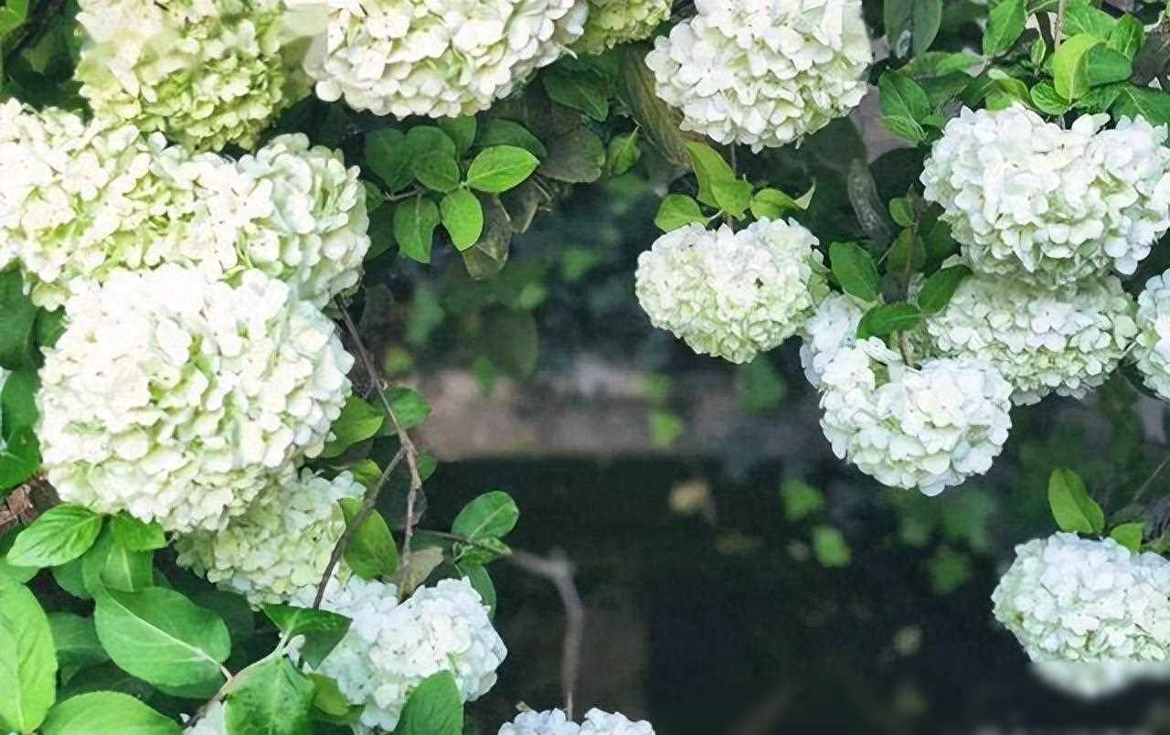 只是在院子里种了棵树，卖房时总房款多了8万，邻居：是个精明人