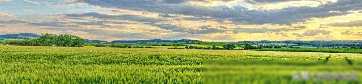 稻穗黄——风流故事话短长（61）