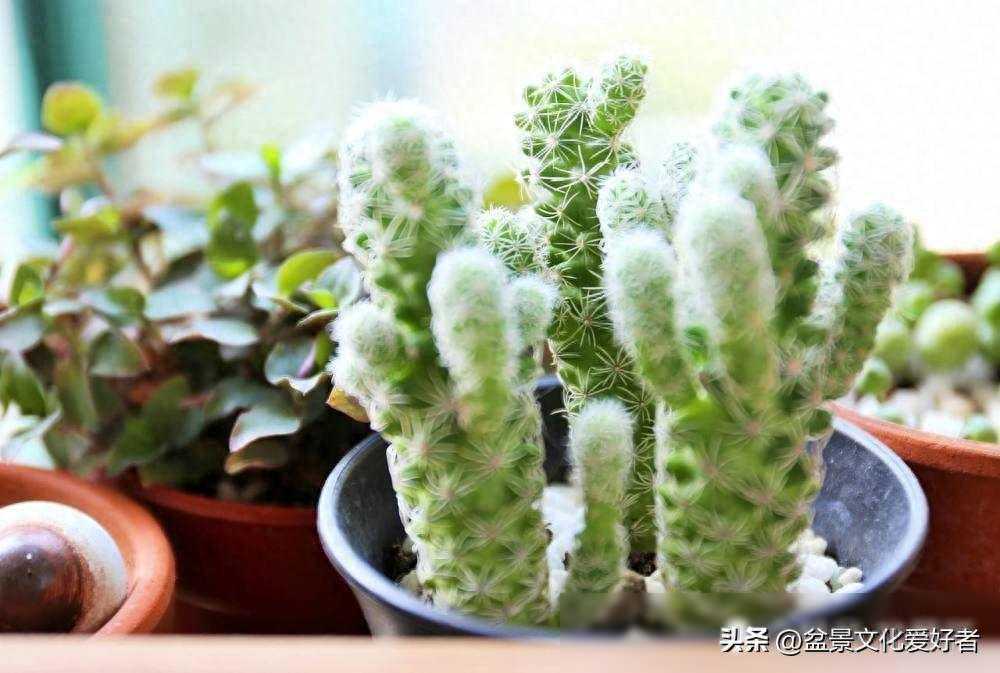 盆景、盆栽的区别是什么，你知道吗？