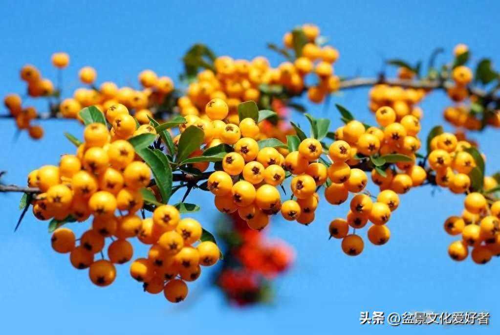 冬养火棘盆景，这几点做对才更美