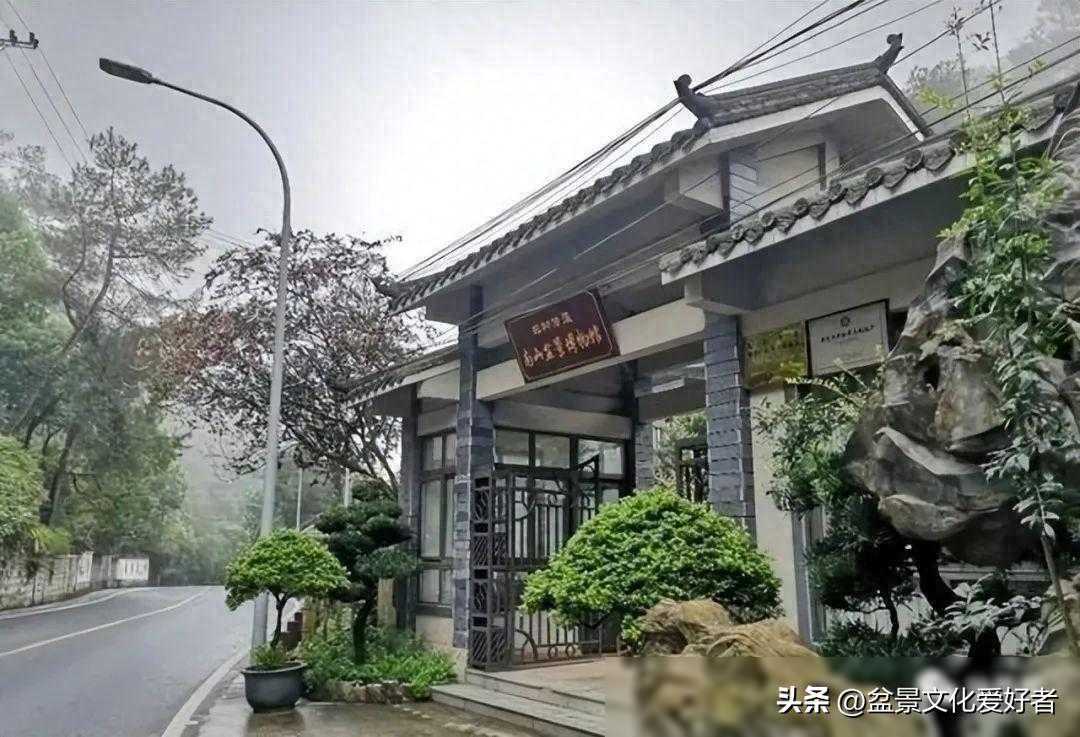 一家五代人的盆景情缘