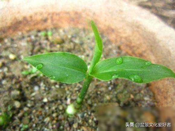 盆里种上它，7天就发芽，1月成盆景，3盆“吃”一冬