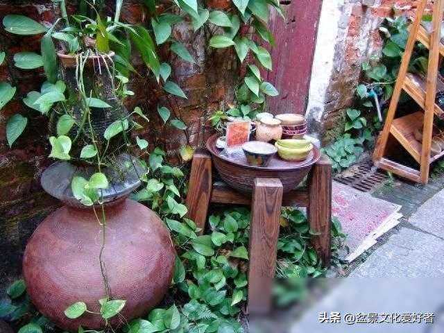 退休老干部玩了10多年盆景，花掉了30万，300多盆盆景却只