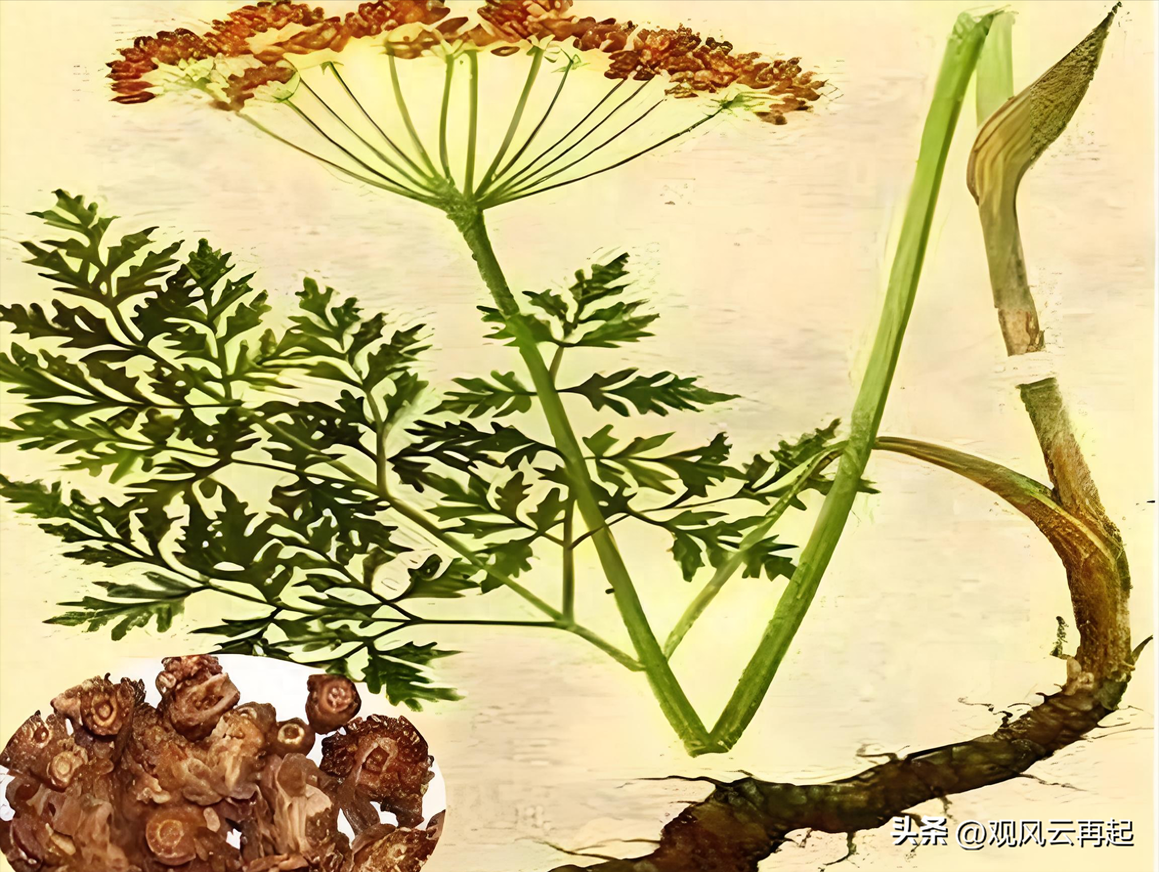 善治者，“升、柴、羌、葛”而已