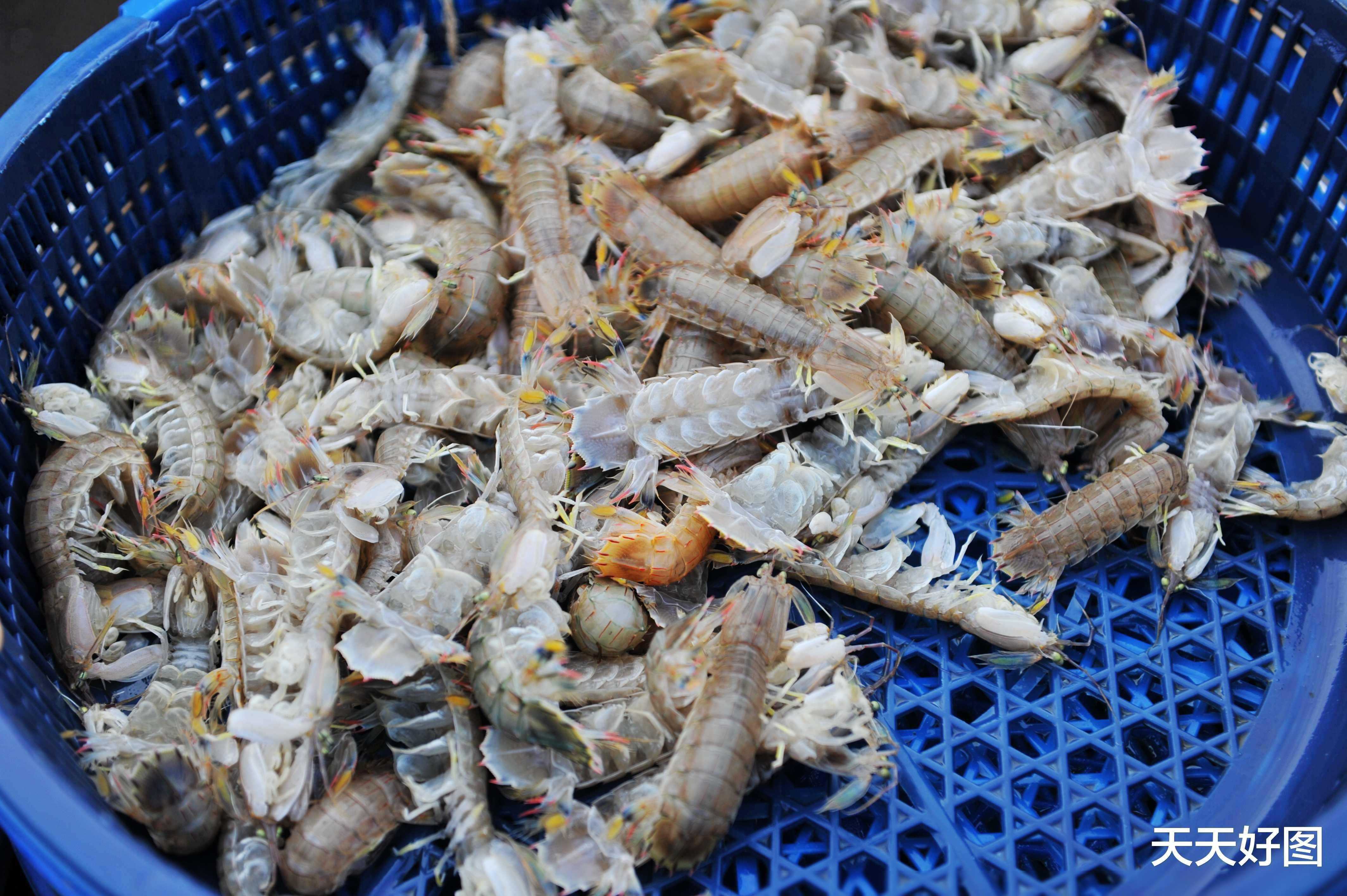 笑抽了！大连女子吃皮皮虾被诉“注胶了” 网友：大贵贵的拿我家