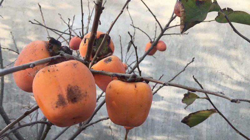 家乡的那些柿子树：柿饼、烘柿、漤柿，柿子醋……