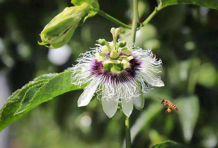 瓷器上的“缠枝莲纹”，居然就是你喝的百香果？