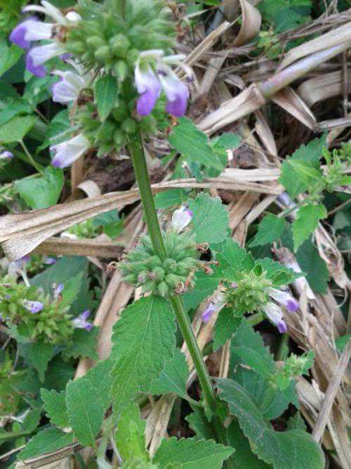 十大经典品茗杯，你拥有几款？