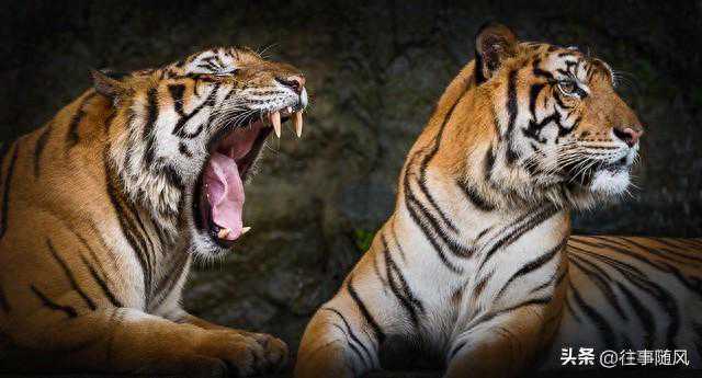 正月开始走上坡路的3个属相，事业红透半边天，赚钱从难变容易