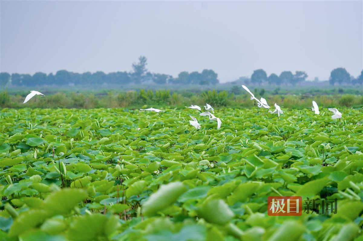 武汉人的初夏，从一把藕带开始
