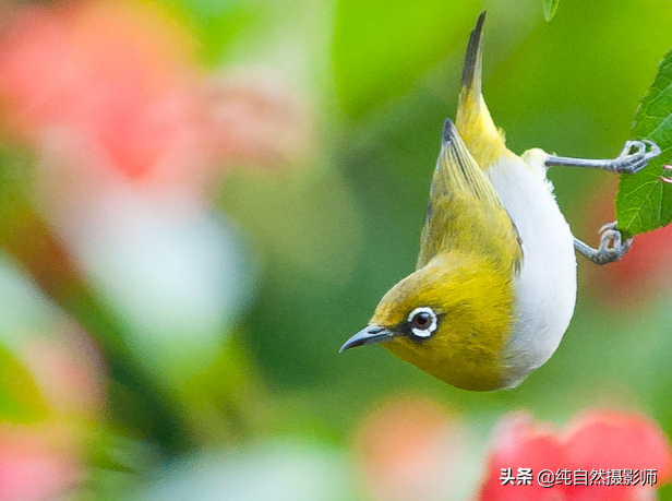 暗绿绣眼鸟，中国绣眼鸟科鸟类，分享大家欣赏