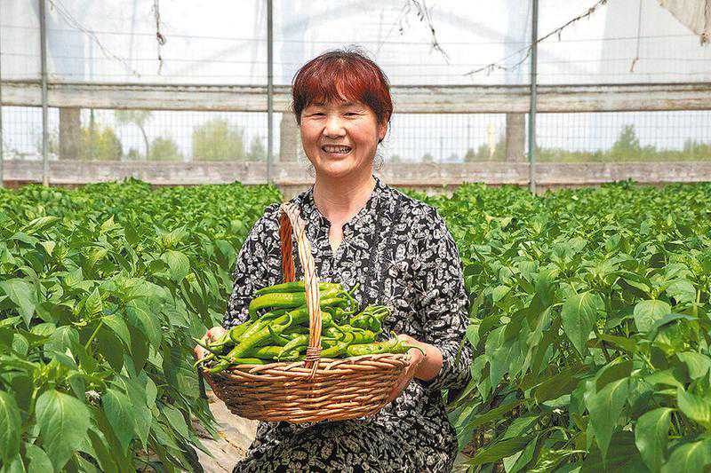 丰富“菜篮子”鼓起“钱袋子”夏收采摘忙农民喜增收