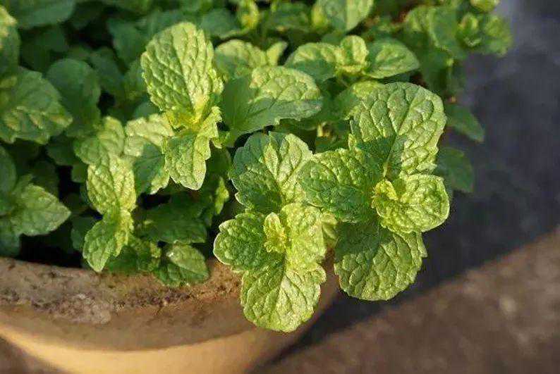 名带"香"字儿，你定都尝试栽种的6款美味蔬菜