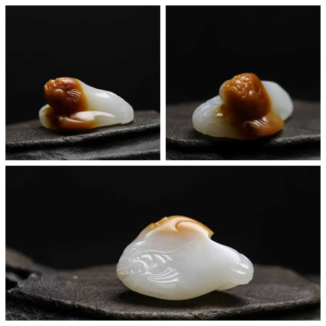 双龙鱼｜琴瑟和鸣