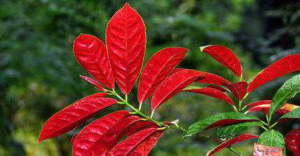 红背桂繁殖栽培和病虫害防治