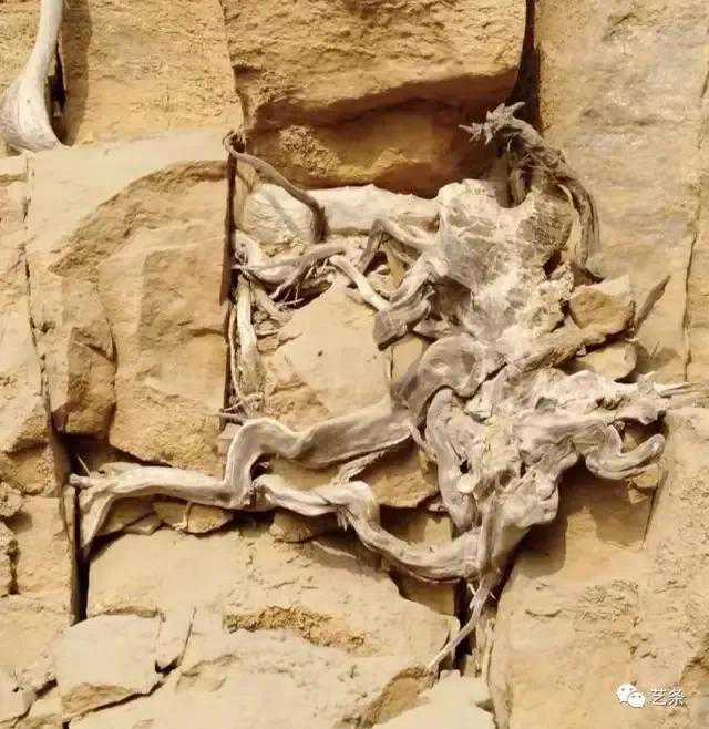 带你了解世界上珍稀物种一一太行崖柏