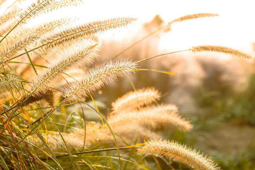 立秋：清风似雨余 迎扇暑先除