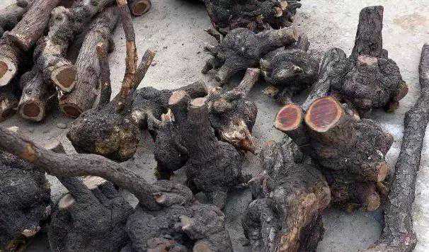 农村石头缝里长的麻梨疙瘩，现在成了抢手货