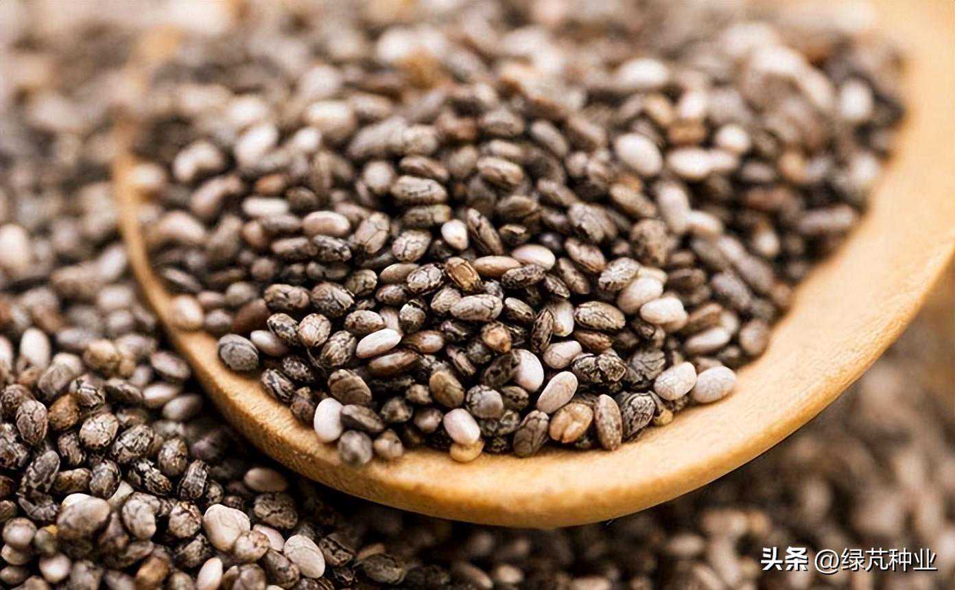 草本植物的种子采集和收藏方法