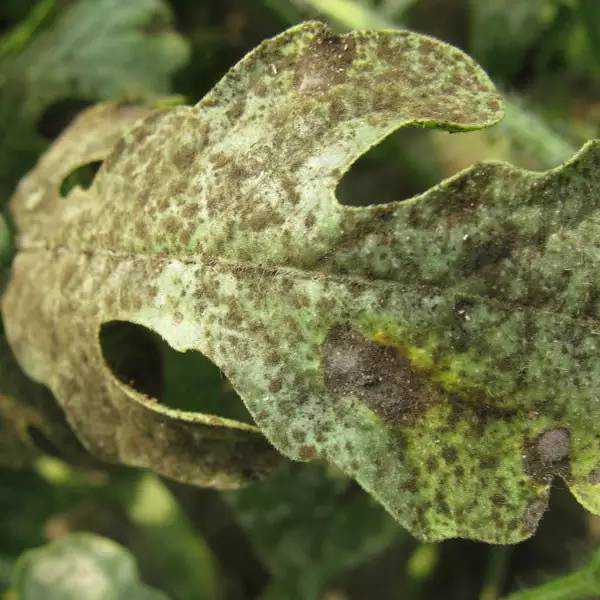 最新病害知识图片全解，快收藏起来