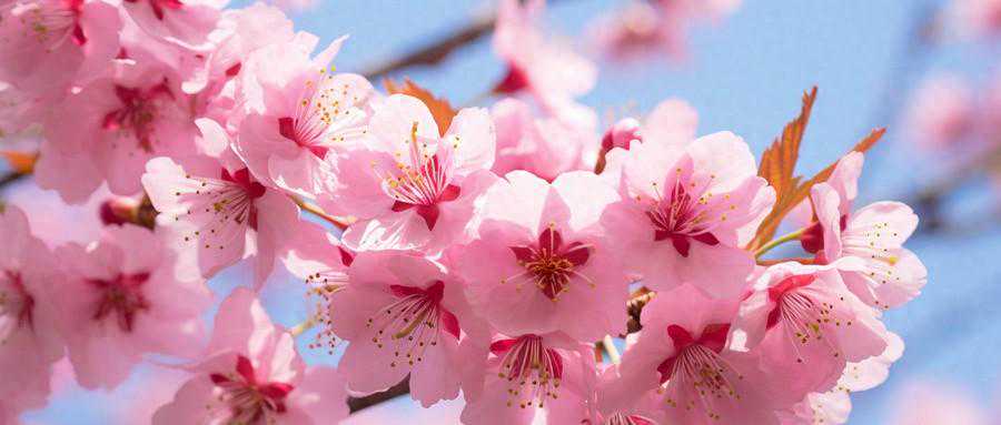 十二长生之沐浴位详解，十天干解析，值得收藏！