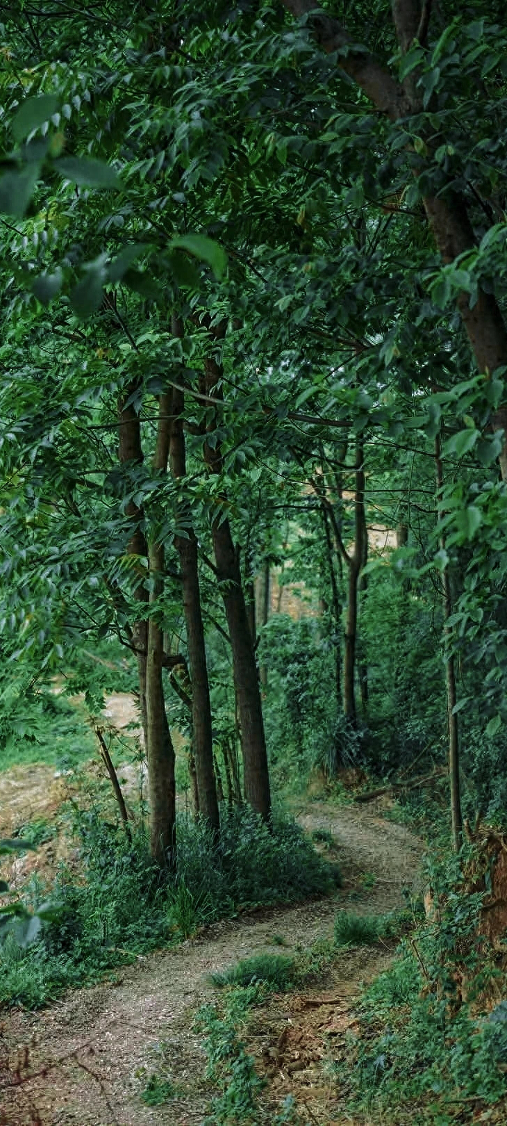 收藏级攻略！大成都26条免费徒步路线，最后一个我直呼好绝！