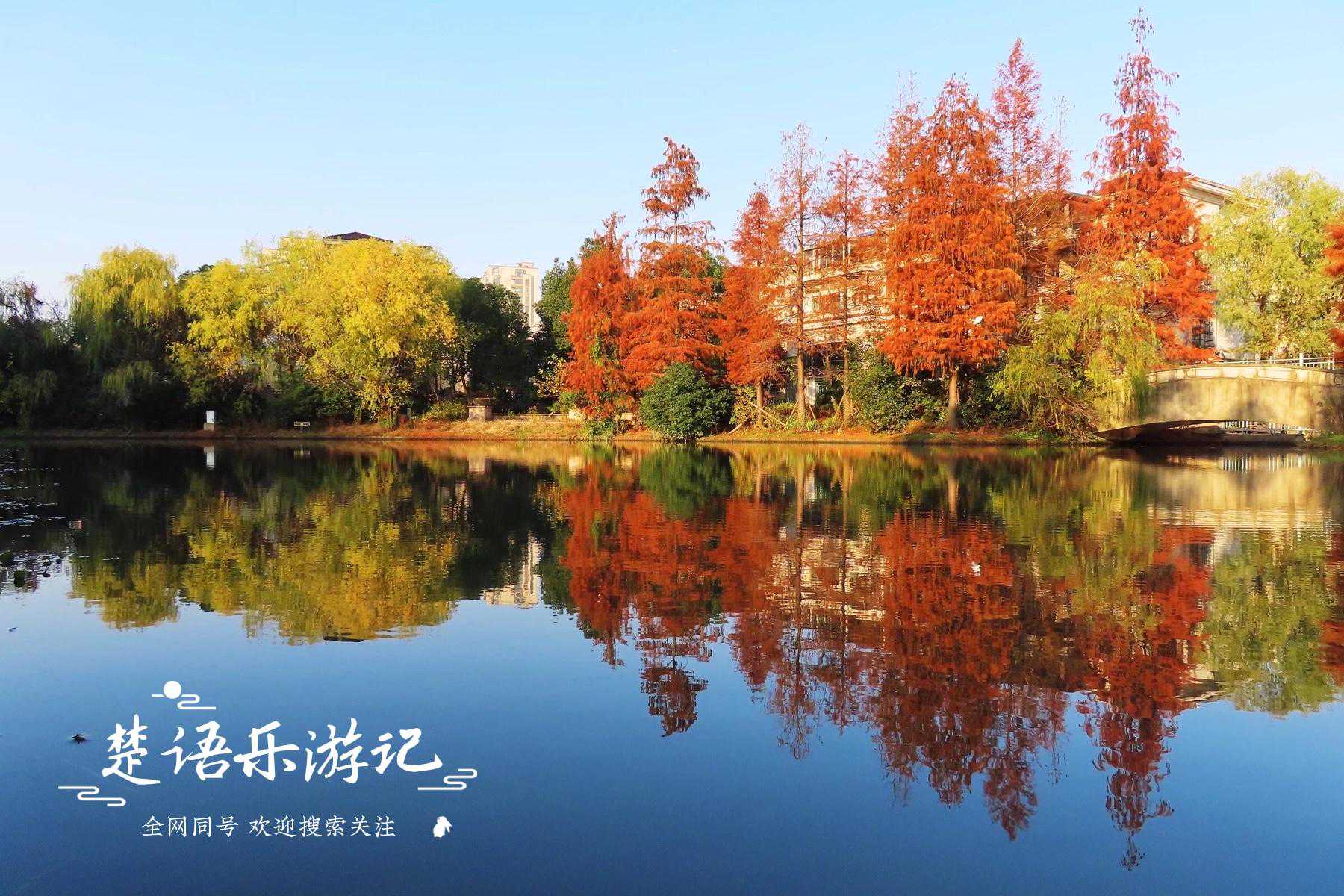 浙江宁波周边10处绝美水杉林，赏景踏秋的好去处，赶快收藏起来吧